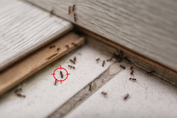 Best Ant Control Services  in Frisco, TX