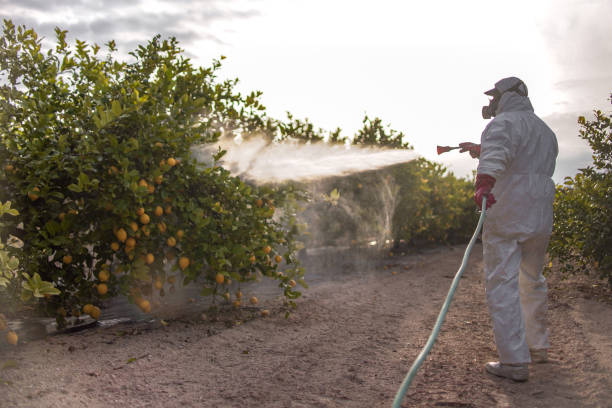 Best Rat Extermination Near Me  in Frisco, TX