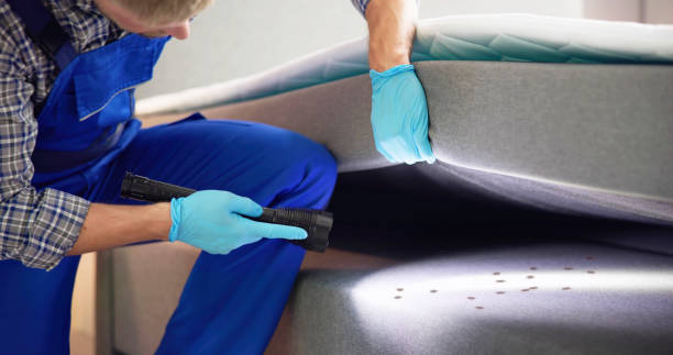 Best Wasp Removal Services  in Frisco, TX