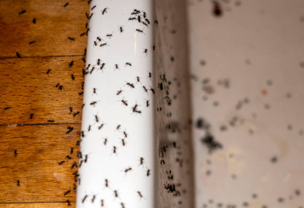 Best Pest Prevention Services  in Frisco, TX