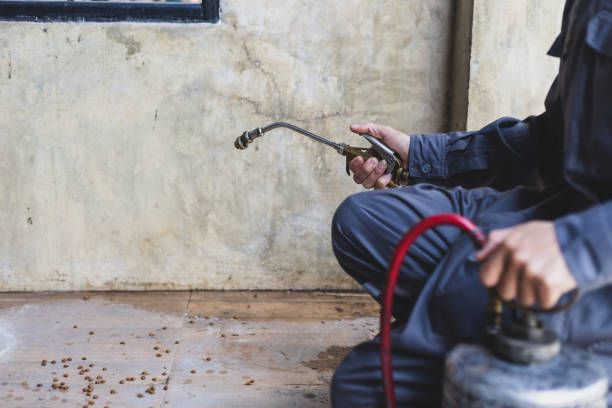 Best Local Pest Control Services  in Frisco, TX